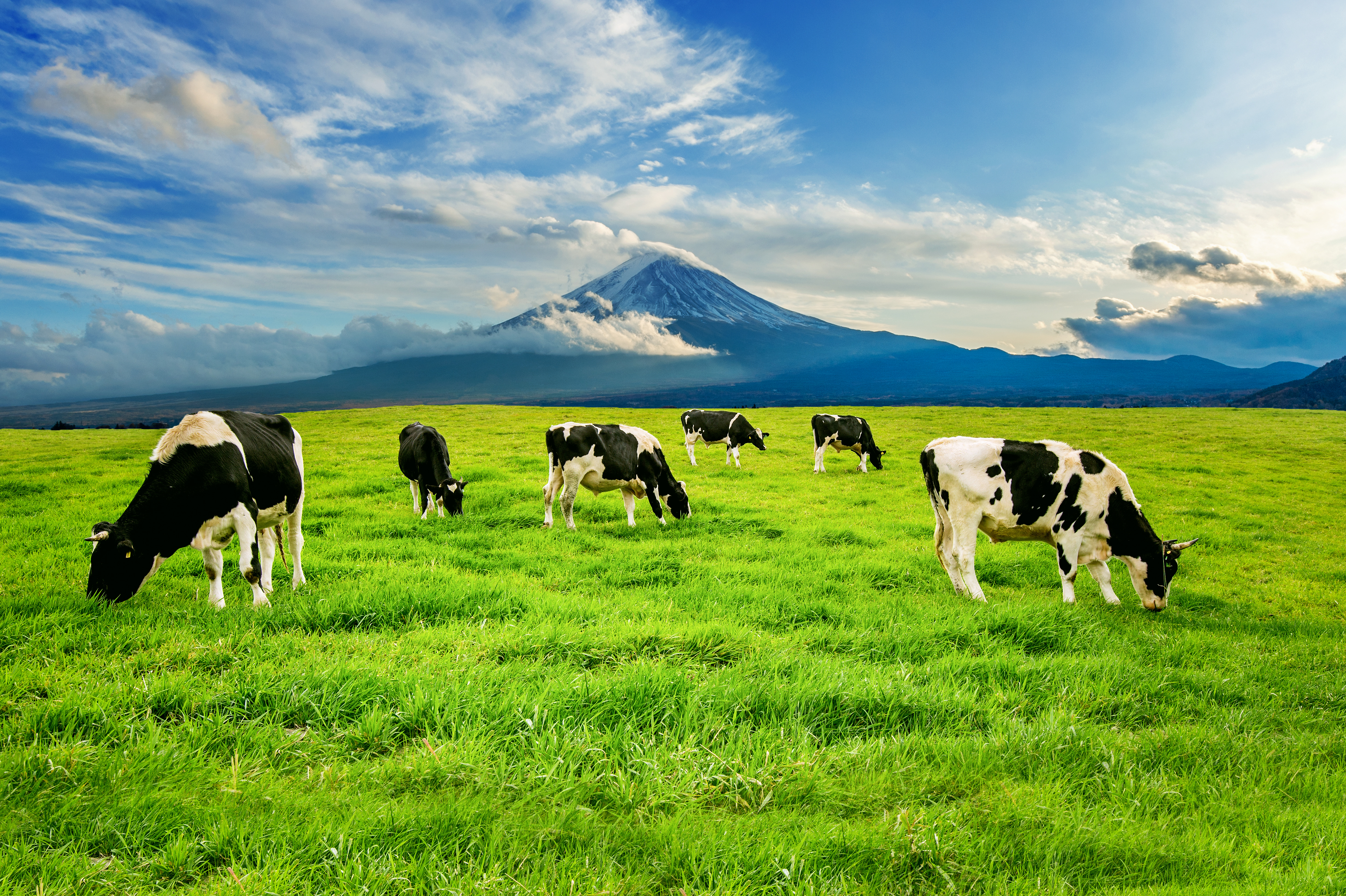 Freshimo Dairy Banner 2